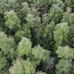 中国本土・広西の柳州で“生きた化石”樹木を1000株超確認