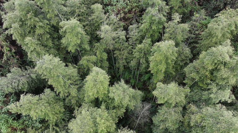 中国本土・広西の柳州で“生きた化石”樹木を1000株超確認