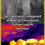 中国本土で進む野生動物保護、法典審議とアジアゾウ監視が示す「共生」 video poster