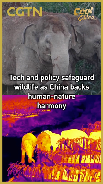 中国本土で進む野生動物保護、法典審議とアジアゾウ監視が示す「共生」 video poster