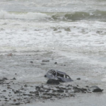 豪州南東部で命に関わる鉄砲水警報、ビクトリア州とNSWに広域注意 豪州南東部で命に関わる鉄砲水警報、ビクトリア州とNSWに広域注意