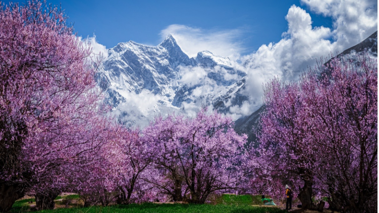 中国本土・西蔵自治区の林芝で野生の桃が開花、高原に“ピンクの春”