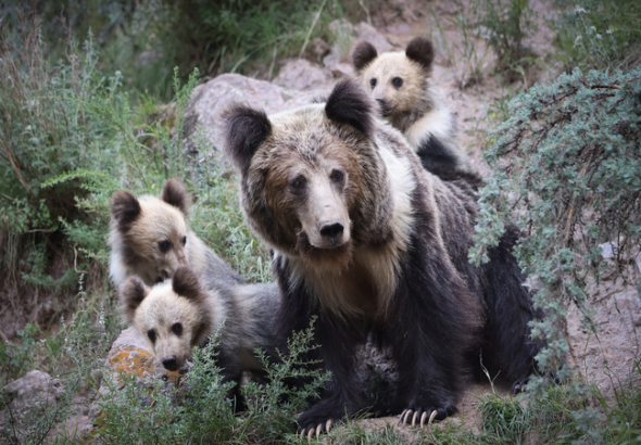 中国本土・三江源で家畜被害を減らす新提案　「時間帯」で大型肉食獣と共存へ