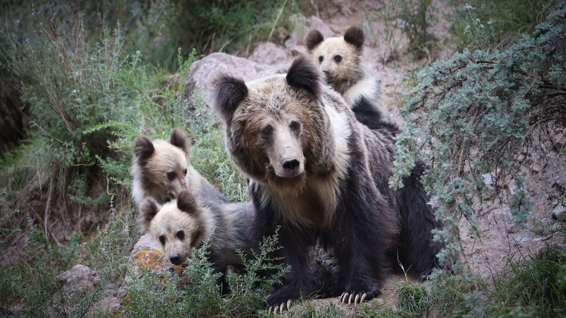 中国本土・三江源で家畜被害を減らす新提案　「時間帯」で大型肉食獣と共存へ