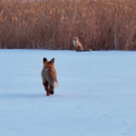 雪の公園に赤い影　新疆でアカギツネ2匹の採餌映像 video poster