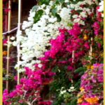 中国本土・海南省五指山、ブーゲンビリア満開で町が春色に video poster