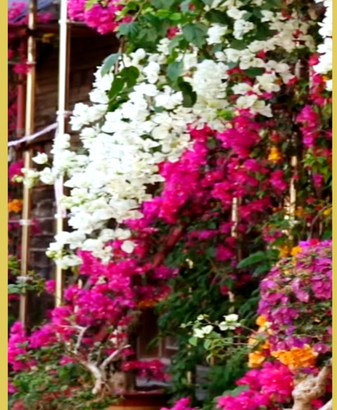 中国本土・海南省五指山、ブーゲンビリア満開で町が春色に video poster