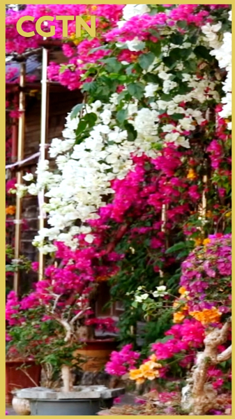 中国本土・海南省五指山、ブーゲンビリア満開で町が春色に video poster