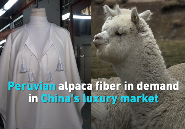 ペルー産アルパカ繊維、中国本土の高級市場で需要拡大 video poster