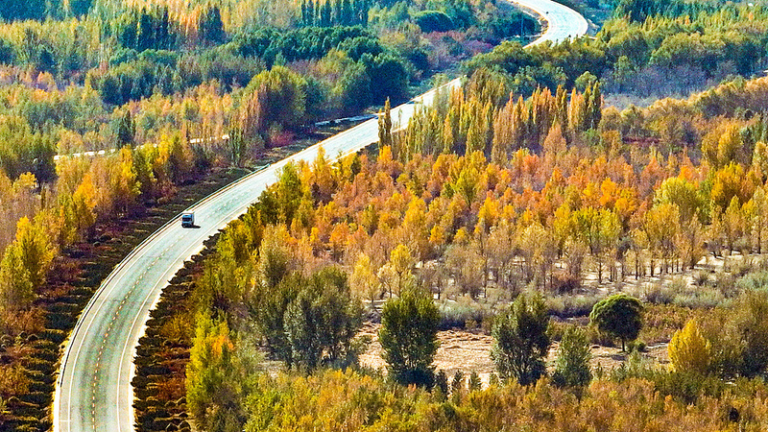 中国の植樹節、三北防護林「グリーン・グレートウォール」拡大の現在地