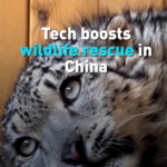 351MVYX8F37UU20HSPFH - NewsTomo – 日本語で読む、世界のニュースハブ テクノロジーが加速する中国本土の野生動物救助 video poster