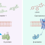 中国科学者、中毒リスクなしの強力な鎮痛効果を解明