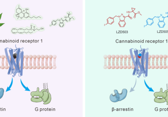 中国科学者、中毒リスクなしの強力な鎮痛効果を解明