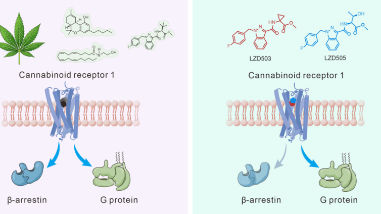 中国科学者、中毒リスクなしの強力な鎮痛効果を解明