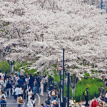 清明節連休の中国本土、旅行・消費ににぎわい 移動データが示す春の経済兆候