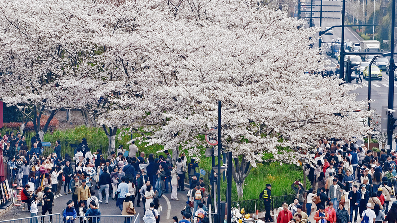 清明節連休の中国本土、旅行・消費ににぎわい 移動データが示す春の経済兆候