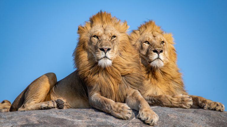 タンザニアのライオン個体数が17,000頭に、世界最大規模に