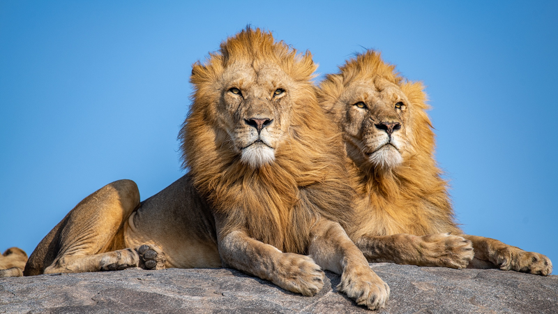 タンザニアのライオン個体数が17,000頭に、世界最大規模に