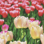 北京・国立植物園でチューリップの絵画の中を散歩する没入体験 video poster