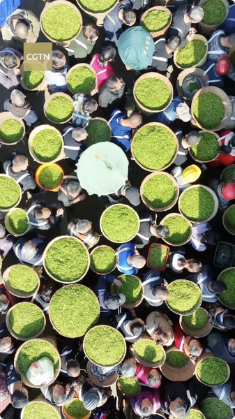 7Z4WVBLDG75Q0SHWS9B5 - NewsTomo – 日本語で読む、世界のニュースハブ 春をカップに閉じ込めた限定ドリンク、2026年春に全国販売開始 video poster