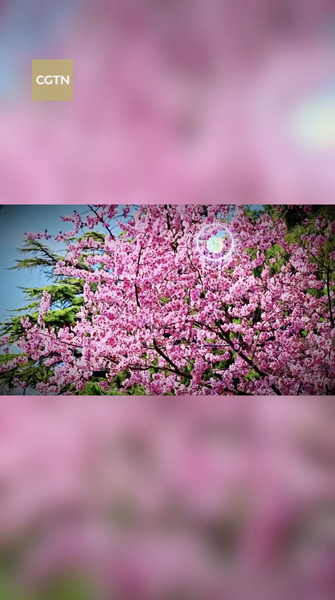 北京・景山公園の春花が彩る、訪れたくなる花季 video poster