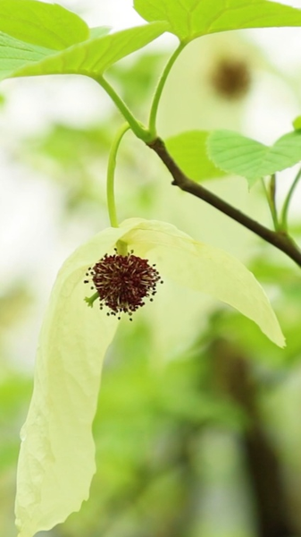 貴州・梵浄山で希少な「ハトノキ」が見頃、白い花が舞う video poster