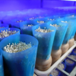 スマート室内栽培が食料生産の常識を変える、中国本土でキノコ収穫量が記録的拡大