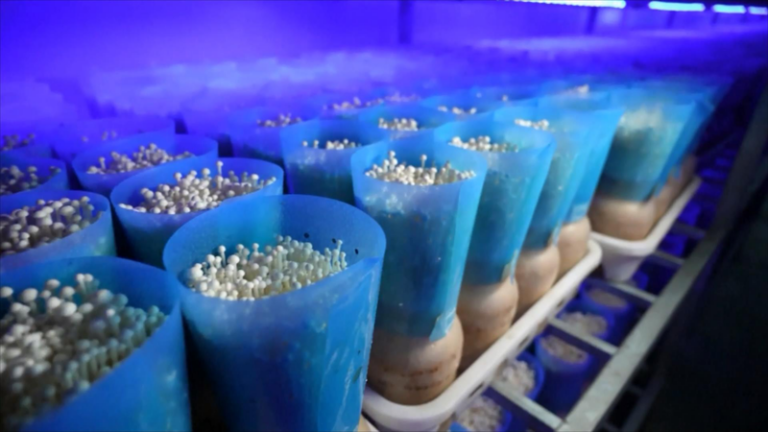 スマート室内栽培が食料生産の常識を変える、中国本土でキノコ収穫量が記録的拡大