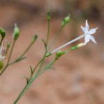 FRSDKVRE9SCB1WEYTNLP - NewsTomo – 日本語で読む、世界のニュースハブ 中国本土の科学者、ニコチン合成経路を完全解明