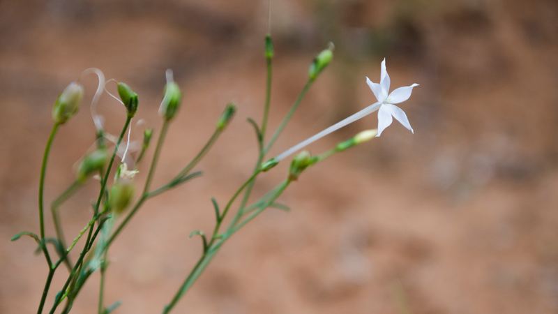 中国本土の科学者、ニコチン合成経路を完全解明