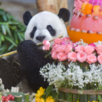 海南で開催中の国際博覧会とパンダ兄弟「貢貢」「順順」の魅力 video poster