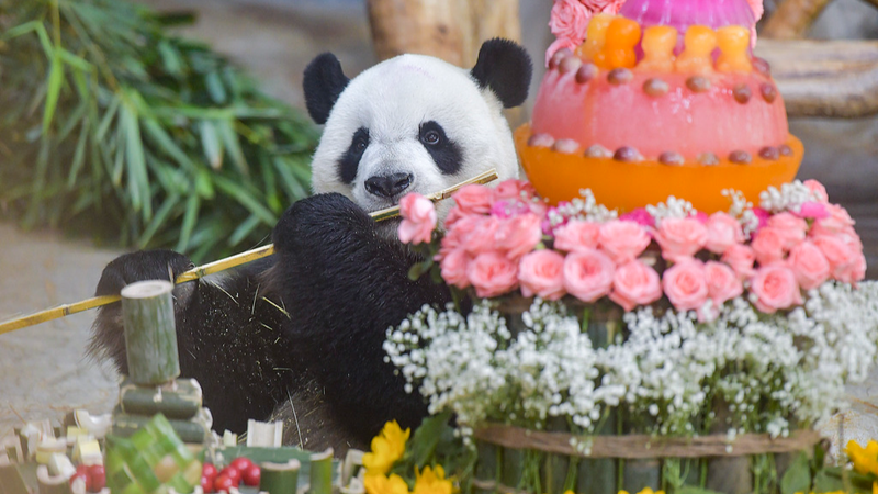 海南で開催中の国際博覧会とパンダ兄弟「貢貢」「順順」の魅力 video poster