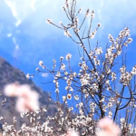 ニンチの春を告げる桃の花：西蔵自治区・朵当村が贈る静かな風景 video poster