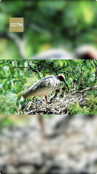 春の繁殖期、巣作り競争が始まる video poster