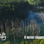 NA7PH4ARJVCFZJ14OY70 - NewsTomo – 日本語で読む、世界のニュースハブ 1999年地震で誕生した台湾・水陽森林:水中に浮かぶ白樹の幻想的風景 video poster