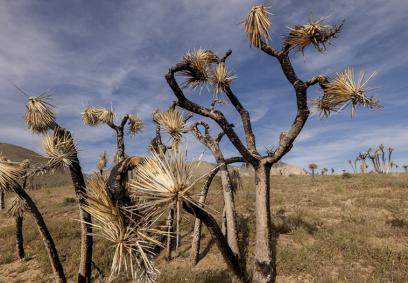 米国で記録的な干ばつ、山火事・食料価格・水資源への懸念高まる
