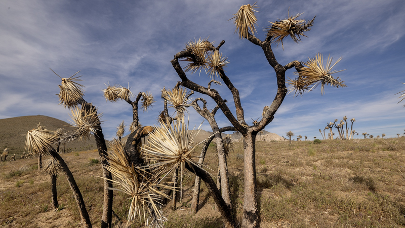 米国で記録的な干ばつ、山火事・食料価格・水資源への懸念高まる