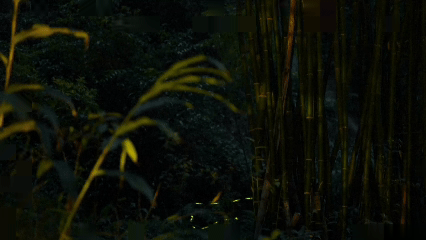 四川省青神県で復元事業が成功、春の蛍が闇夜を照らす