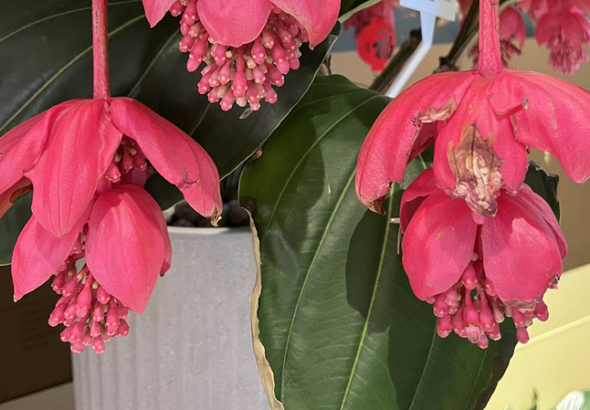 北海公園を彩る熱帯花：北の風景に南の色合い