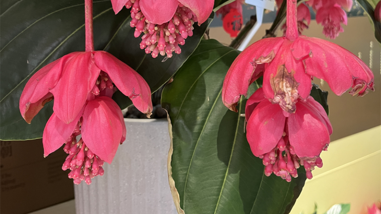 北海公園を彩る熱帯花：北の風景に南の色合い