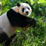 海南の消博会、最終日にパンダ兄弟とライブ配信 video poster