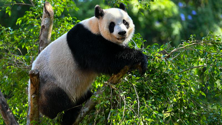 海南の消博会、最終日にパンダ兄弟とライブ配信 video poster