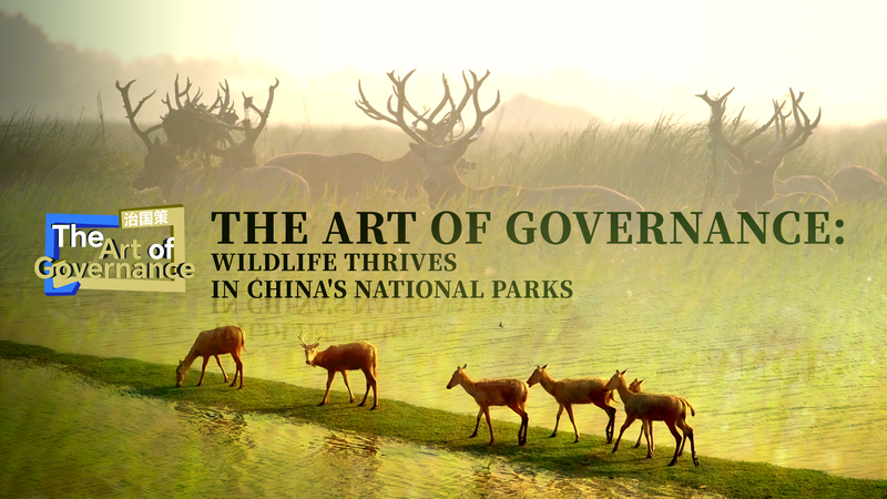 中国本土の国家公園で野生生物が輝く　ミロシカの帰還と生態回復 video poster