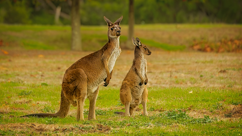 独自の進化で草食適応：Science発表のカンガルー研究
